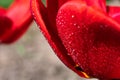 Macro drops on first spring flowers 8 March. Red petal of tulip in macro with drops of water on petals. Floral Royalty Free Stock Photo