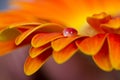 Macro of drops on orange flower