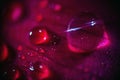 macro drops on a peony flower