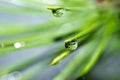 Macro drops on pine needles