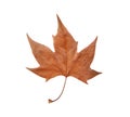 Macro of a dry brown leaf in the fall Royalty Free Stock Photo