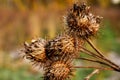 Macro of dry burdock seed heads. Ripe burrs with sharp catchy hooks