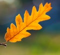 Macro of a dry leaf in autumn Royalty Free Stock Photo