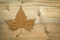 Macro of a dry leaf in the fall Royalty Free Stock Photo