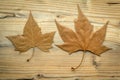 Macro of a dry leaf in the fall Royalty Free Stock Photo