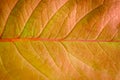 Macro of a dry leaf in the fall Royalty Free Stock Photo