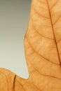 Macro of a dry leaf in the fall Royalty Free Stock Photo