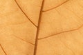 Macro of a dry leaf in the fall Royalty Free Stock Photo