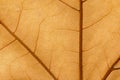 Macro of a dry leaf in the fall Royalty Free Stock Photo