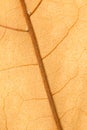 Macro of a dry leaf in the fall Royalty Free Stock Photo