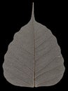 Macro of Dry Leaf Royalty Free Stock Photo