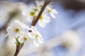 Macro of Early Spring Tree Blossoms with Narrow Depth of Field. Royalty Free Stock Photo