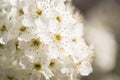 Macro of Early Spring Tree Blossoms with Narrow Depth of Field. Royalty Free Stock Photo