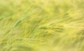 Macro ears of wheat