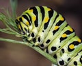 Macro of an Eastern Black Swallowtail Caterpillar instar (Papilio Polxenes) Royalty Free Stock Photo