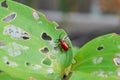 Macro of a eaten lilly leaf with a Lilioceris lilii beetle Royalty Free Stock Photo