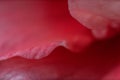 Macro of the edge of a salmon colored geranium petal