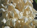 Macro of the edible blossoms of a Yucca palm plant Royalty Free Stock Photo