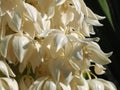 Macro of the edible blossoms of a Yucca palm plant Royalty Free Stock Photo
