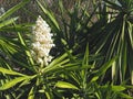 Macro of the edible blossoms of a Yucca palm plant Royalty Free Stock Photo