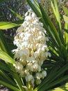 Macro of the edible blossoms of a Yucca palm plant Royalty Free Stock Photo