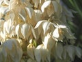 Macro of the edible blossoms of a Yucca palm plant Royalty Free Stock Photo