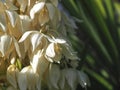 Macro of the edible blossoms of a Yucca palm plant Royalty Free Stock Photo