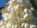 Macro of the edible blossoms of a Yucca palm plant Royalty Free Stock Photo