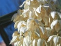 Macro of the edible blossoms of a Yucca palm plant Royalty Free Stock Photo