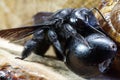 Close-up of eggs and imago Caucasian bees Xylocopa carpenter Val Royalty Free Stock Photo