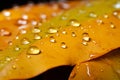 Macro elegance water drops on orange yellow leaves, post rain closeup