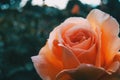 Macro of an elegant open apricot rose Royalty Free Stock Photo