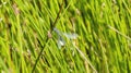 Macro of Emerald Spreadwing Lestes dryas Perched on a Blade of Grass Royalty Free Stock Photo