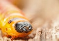 Orange wood pest caterpillar Royalty Free Stock Photo