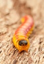 Whole cossus caterpillar en face Royalty Free Stock Photo