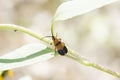Macro of a End Band Net-wing Beetle Calopteron terminale Perched on a Leaf Royalty Free Stock Photo