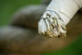 Macro of the end of an old, worn rope with white tape around