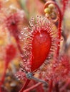 Macro of English sundew