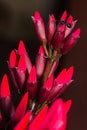 Macro Erythrina variegata (Parichat flowers) And black ant Royalty Free Stock Photo