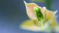 Macro of Euphorbia bracteata or Little Bird Flower