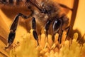 Macro of European honey bee (Apis Mellifera) on an orange flower. Royalty Free Stock Photo