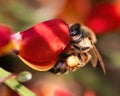 Macro of an European Honey Bee (Apis mellifera) on a red Scotch Broom flower.