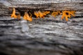 Macro exotic orange tiny fungi