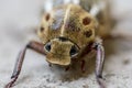 Macro extreme close up shot of Anoxia Orientalis beetle Royalty Free Stock Photo