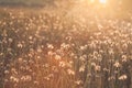 Macro with extremely shallow DOF of Grass flower in pastel