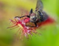 Macro face of fly catched by Sundew (drosera)