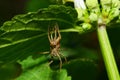 Macro faded brown Arachnida wolf spider sitting under a green le