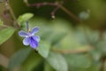 Macro of fairytale like tiny flower