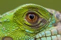 A macro of a fantastic green iguana eye.