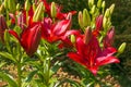 Macro of fantastic red lilium flowers in the garden